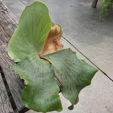 Image result for Platycerium elephantotis