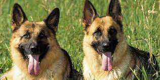 Pyrenäen hütehunde können immer noch in ihrem. Schaferhund Hunderassen Lexikon