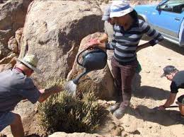 Image result for Corbichonia rubriviolacea