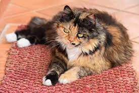 The tabby cat is not a breed, but a coat colour that can be found in both mixed breed and. Can Tabby Cats Be Long Haired Here S The Answer