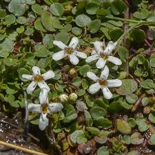 Image result for Limosella