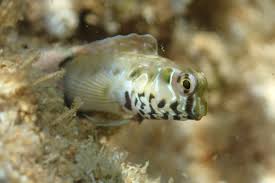 Image result for Brachyachne simonsii