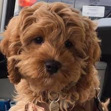 Give a puppy a forever home or rehome a rescue. Cockapoo Puppies For Sale In South Wales Cockapoo For Life