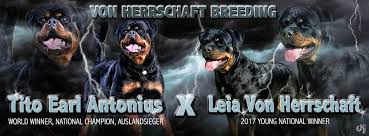 This litter is sold out. Rottweiler Puppies For Sale Von Herrschaft Rottweilers
