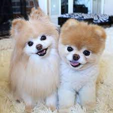 dunyanin en sevimli kopegi boo yu gorunce gokkusagi kusacaksiniz pomeranian yavrusu sevimli hayvan yavrulari hayvan yavrusu