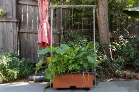 Pole beans and cucumbers also do well in this type of garden, but they do require considerably more space because of their vining growth habit. 6 Containers And Pots For Growing Vegetables
