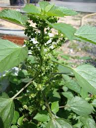 Image result for Acalypha welwitschiana