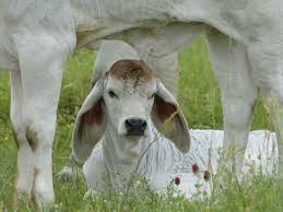 Stoffberg area please contact 0836106029 or 0832440264 brahman. Brahman Calf Love Those Ears Majestic Animals Animal Planet Animals