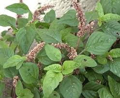 Image result for Amaranthus deflexus