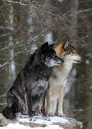 Wolf As A Protector Timber Wolf Animals Wild Wolf