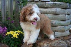 Where Gibbs Came From Except We Found Him On Craigslist For A Lot Cheaper Perfect Dogs Aussiedoodle Dog Breeder Aussie Puppies