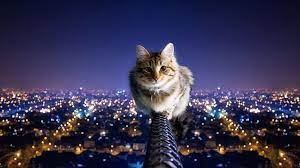 ¿necesitas descargar fondos de pantalla en movimiento y salvapantallas animados gratis para pc y no sabes como hacerlo? Los Mejores Fondos De Pantalla Para Pc Hd Pets Cats Pretty Cats Cat Symbolism