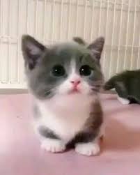 Hi There Little One 2020 Sevimli Kedi Yavrulari Sevimli Hayvan Yavrulari Kediler Ve Yavrulari
