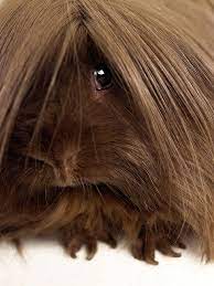 Pin On Cavy Love