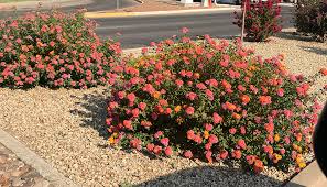 Check spelling or type a new query. Buy Lantana Plants Lantana Plants For Full Hot Summer Sun