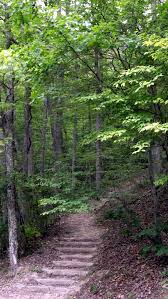 Wooded Path Down To The Creek At The Back Walking In Nature Wood Path Woodland Garden