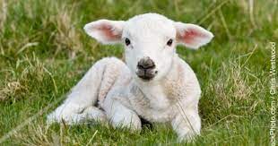 Pin On Counting Sheep