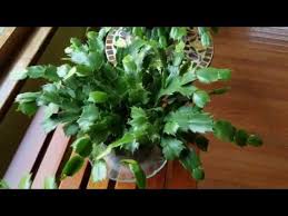 How to care for a christmas cactus christmas cactus, cactus flower, christmas cactus care these pictures of this page are about:pruning christmas cactus. How To Root Christmas Cactus Cuttings Youtube