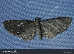 Image result for Eupithecia tripunctaria