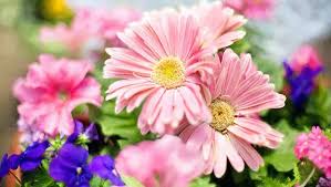 Flower nature hd backgrounds hd wallpaper garden beautify your mobile, desktop or website with our stunning collection of floral backgrounds. Flower Background Hd Tumblr Flower Background Wallpaperh Flickr