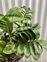 Image result for Heinsia zanzibarica