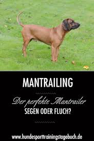 Pin Von Ron Scho Auf Susse Tiere Hunde Hunde Erziehen Hundesport