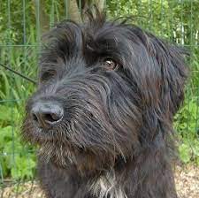 djock chiot croise griffon noir de 5 mois dep78 hermeray chiot chien griffon et chien croise