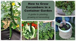 These are the healthiest cucumbers i have ever grown!the soil is sand, peat moss, moisture control soil from miracle grow, worm compost and card board scraps. How To Grow Cucumbers In A Container Garden On Decks Patios More