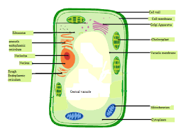 An animal cell is usually irregular and round in shape. Answered Draw A Typical Plant Cell And Label The Bartleby
