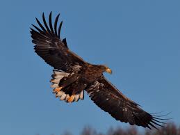 バルバロッサノート！