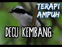 Jenis burung decu kembang, cara merawat decu kembang, daftar harga burung decu kembang anis kembang (ak) termasuk burung monomorfik, yaitu antara burung jantan dan burung betina. Download Masteran Decu Kembang Ngeplong Untuk Memancing Burung Kacer Decu Bakalan Agar Gacor Mp3 Mp4 3gp Flv Download Lagu Mp3 Gratis