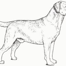 Golden printable realistic dog coloring pages. 27 Amazing Picture Of Golden Retriever Coloring Page Albanysinsanity Com Dog Coloring Page Realistic Dog Puppy Coloring Pages