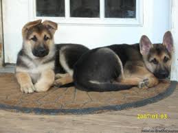 The german shepherd was created with the very specific idea that they would be wonderful workings dogs, and smarts were. Beautiful German Shepherd Puppies Price 200 00 For Sale In Opelika Alabama Best Pets Online