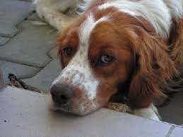 Image result for bretanský dlouhosrstý ohař