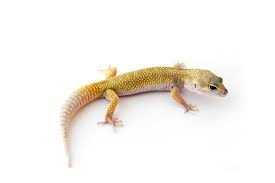 Leucistic Leopard Gecko Morph Picture Leopard Gecko Leopard Gecko Morphs Gecko