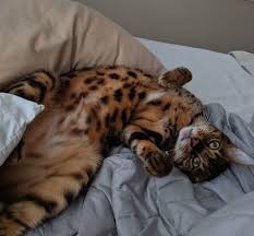This position is extremely advanced and not recommended for amateur sleepers. Cat Sleeping Positions And What They Mean Saatva