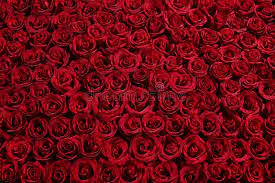 Check spelling or type a new query. 511 978 Roses Photos Free Royalty Free Stock Photos From Dreamstime