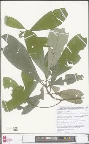 Image result for Englerophytum