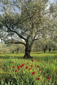 Olive Tree Israel Olive Tree Holy Land Israel Landscape