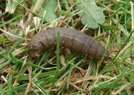 Maybe you would like to learn more about one of these? When It Comes To Grub Control Timing Is Everything Jay Lan Lawn Care