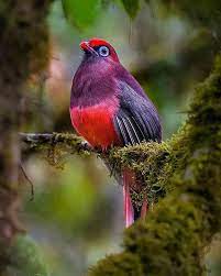 Ward's trogon (Harpactes wardi) The... - RIYAZ KĢN PET BIRDS | Facebook