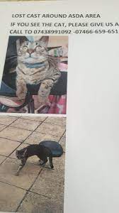 Bury St Edmunds And Stowmarket Cats Protection Home Facebook