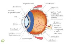 Das Auge Des Menschen Aufbau Und Funktion Onmeda De