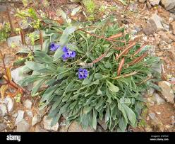 Image result for Aptosimum elongatum