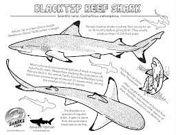 Blacktip Reef Shark Coloring Sheet Shark Coloring Pages Black Tip Shark Reef Shark