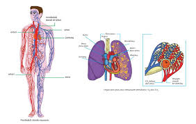 We did not find results for: Anemia Kenali Faktor Risiko Ukm Medical Molecular Biology Institute