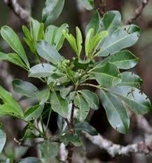 Image result for Mimusops obtusifolia