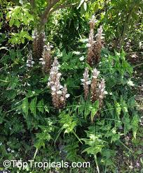 Image result for Acanthus montanus