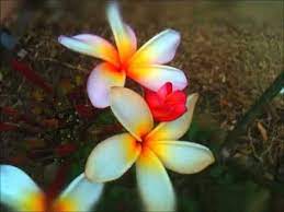 Plumeria Plumeria Flowers Tropical Lifestyle