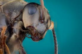 Slightly larger brain than modern humans, oblong skulls, occipital buns, thin walled, unique teeth (taurodont roots what did they eat? How Small Is An Ant S Brain Compared To An Elephant S Brain Wonderopolis